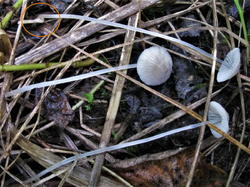 225041730_Mycena200725(5).JPG.8197c62b06cb2dc5452b85a3f34fcdd1.thumb.JPG.e47c650d492f0a5f4b02af4a2200bf76.JPG