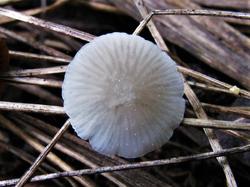 Mycena 200725 ива (4).JPG