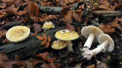 Amanita_gemmata_AWP_20201120.thumb.JPG.ff1c22413cb5f490f56196a2c4066b79.JPG