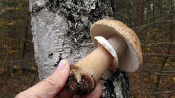 Amanita_rubescens_2_AWP_20201120.thumb.JPG.e21ab1de909c463e395afdfac622f294.JPG