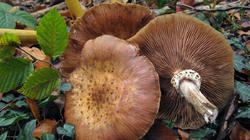 Armillaria_AWP_2020.thumb.JPG.b6e63ad0ff3515bc31dae5be76a533ac.JPG