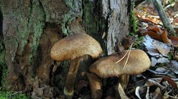 Armillaria_ostoyae_2_AWP_20201106.thumb.JPG.c32f98e958895d07dc72f39dcfc8b7f4.JPG