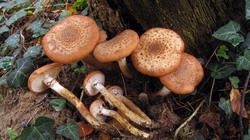 Armillaria_ostoyae_AWP_20201028.thumb.JPG.e94cf2c682fcc321a4427ad15f9f3275.JPG