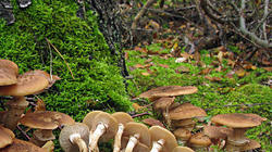 Armillaria_ostoyae_F_AWP_20201028.jpg