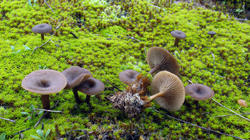 Clitocybe_lituus_AWP_20201124.thumb.JPG.d69c5f4cde0b0c32d2df9b981534c1b6.JPG