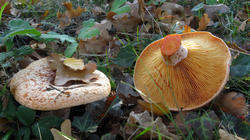 Lactarius_.thumb.jpg.afde100ef51d2dd348c04571ed0179c9.jpg