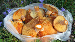 Lactarius_deliciosus_2_AWP_20201031.thumb.JPG.b44384fc8d6481847a80f0ed565aa46e.JPG