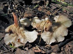 №531 Clitocybe diosma 200728 осина (7).JPG