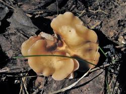 №531 Clitocybe diosma 200728 осина (3).JPG