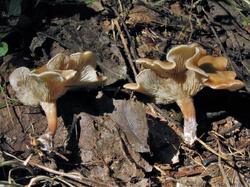 №531 Clitocybe diosma 200728 осина (5).JPG