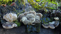 Auricularia_mesenterica_AWP_20201216.thumb.JPG.eedec4ed00b4c9af94e4a5c8d49a5d83.JPG