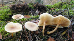 Clitocybe_sp.thumb.JPG.f07f05b01c160cd8597d831d93ecfcfa.JPG