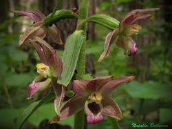 Epipactis_helleborine_NND_20200713-2.thumb.JPG.eaa1f4be7e446be19ac3885ee3aaf664.JPG