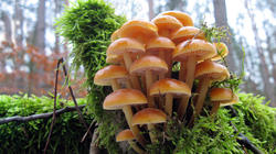 Flammulina.thumb.jpg.1d014936bb48ffc0b14571aa9041f00c.jpg