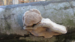 Ganoderma_applanatum_AWP_20201213.thumb.JPG.17885c00adf0889198307553a19dc5ad.JPG