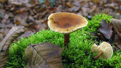 Hygrophoropsis_aurantiaca_AWP_20201213.thumb.JPG.70db4ca042db09d837785936d423983f.JPG