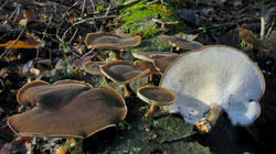 Lentinus_brumalis_2_AWP_20201216.thumb.JPG.0f2dc3b1675887df540f1babdcd05c06.JPG