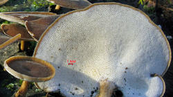 Lentinus_brumalis_3_AWP_20201216.thumb.JPG.d2d5624639bc98d12aadb941a450acf7.JPG