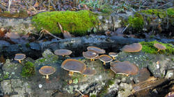 Lentinus_brumalis_5_AWP_20201216.thumb.JPG.c86eabe4de9f0df1feef9f3428aba7a9.JPG