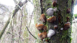 Phellinus_pomaceus_2_AWP_20201228.thumb.JPG.665c61bd323933dd0e3a0993231ab787.JPG