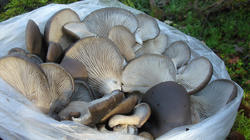 Pleurotus_ostreatus_2_AWP_20201216.thumb.JPG.da4c7479e2cf31f2ab715290d76a1f1f.JPG