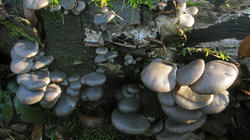 Pleurotus_ostreatus_4_AWP_20201216.thumb.JPG.5a7217460f97709fd9ff566e6668f771.JPG