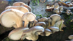 Pleurotus_ostreatus_AWP_20201216.thumb.JPG.a1e87f6870ed78347d5de9e0ff5c518e.JPG