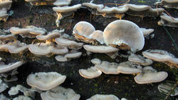 Trametes_pubescens_AWP_20201213.thumb.JPG.703a167e09e29f2eea7aaaafb685aa9d.JPG