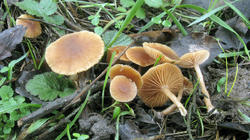 Tubaria_furfuracea_SP_AWP_20201228.thumb.JPG.ad7f966680ad9a2c6c86e7b8b5f014eb.JPG