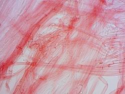 cau-60x-0002.thumb.jpg.b329f37ee63ac9c2bed1f4e384afdf12.jpg