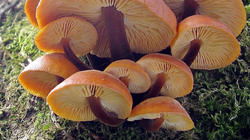 Flammulina_velutipes_AWP_20210120_F.thumb.jpg.30faabee8c1f1fc29265cd4918f62f0d.jpg