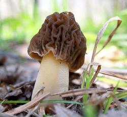 Smorchkovaja-schapochka1-768x709.jpg