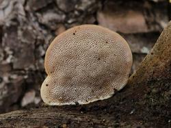 Perenniporia ochroleuca 2.jpg