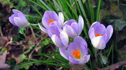 Crocus_AWP_20210204.thumb.JPG.052daab568289cec5f227287a98e18c4.JPG