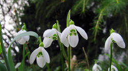 Galanthus_elwesii_AWP_20210204.thumb.JPG.e2d4d9ce24f3344db0de49bb567e69a5.JPG