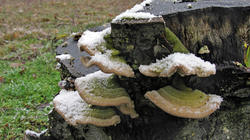 Trametes_hirsuta_AWP_20210208.thumb.JPG.29e96ec909a676336b5db1af71374b30.JPG