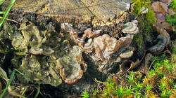 Auricularia_mesenterica_AWP_20210317.thumb.JPG.3af26cba4a033562694d20033e0d7ab8.JPG