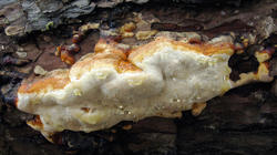 Fomitopsis_pinicola_AWP_20210226.thumb.JPG.03fc4896eed492e8e4d0d0a4ba0ec13b.JPG