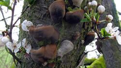 Phellinus_pomaceus_Prunus_spinosa_AWP_AWP_2021_0318.thumb.JPG.e86f1852710cd16a005fb59563409bac.JPG