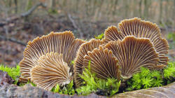 Schizophyllum_commune_AWP_20210316.thumb.JPG.f1d7cd28b13ff6aeb792ada3ae620f57.JPG