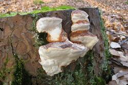 Fomitopsis_pinicola_AWP_20150225.thumb.JPG.6afa69169b9c679c51354d62bc11af45.JPG