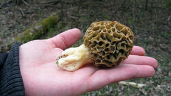 Morchella_esculenta_AWP_20210416.thumb.JPG.cc81f7c8aec256c66ef8c458f6ad3370.JPG