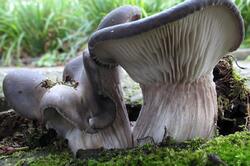 Pleurotus_ostreatus_AWP_20120110.thumb.jpg.12733eb95c5ae1c15285ddf9b0b5b0bf.jpg