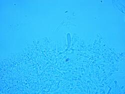 sds-b60x-0001.thumb.jpg.a1b20c6e7013af2ee34ed4a269545c08.jpg