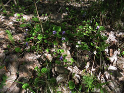 1377886256___.__(Viola_epipsiloides)___(1.thumb.JPG.65a04edf5666a14a60ce92ee2f67abf3.JPG