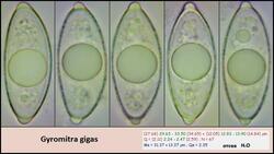 965711722_(oil).thumb.jpg.00ab22964312a6d9dc36ae7dfd0b4896.jpg