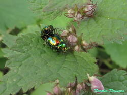 Chrysolina_fastuosa_NND_20210512.thumb.JPG.abf383c4303fa5cd8c3438899bcc31df.JPG