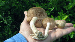 Entoloma_clypeatum_2_AWP_20210520.thumb.JPG.d1dd935c173d80289e20aaa832c6ae05.JPG