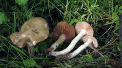 Entoloma_clypeatum_AWP_20210520.thumb.JPG.86abaf12d6de39f285979e6ffec6507c.JPG