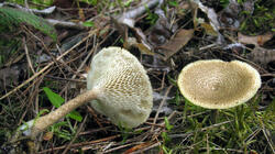 Lentinus_arcularius_2_AWP_20210520.thumb.jpg.66cd0f3103a892572bdb316f65f254a5.jpg